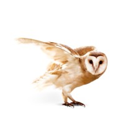 Catapult Partners