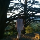Mujadid Shah