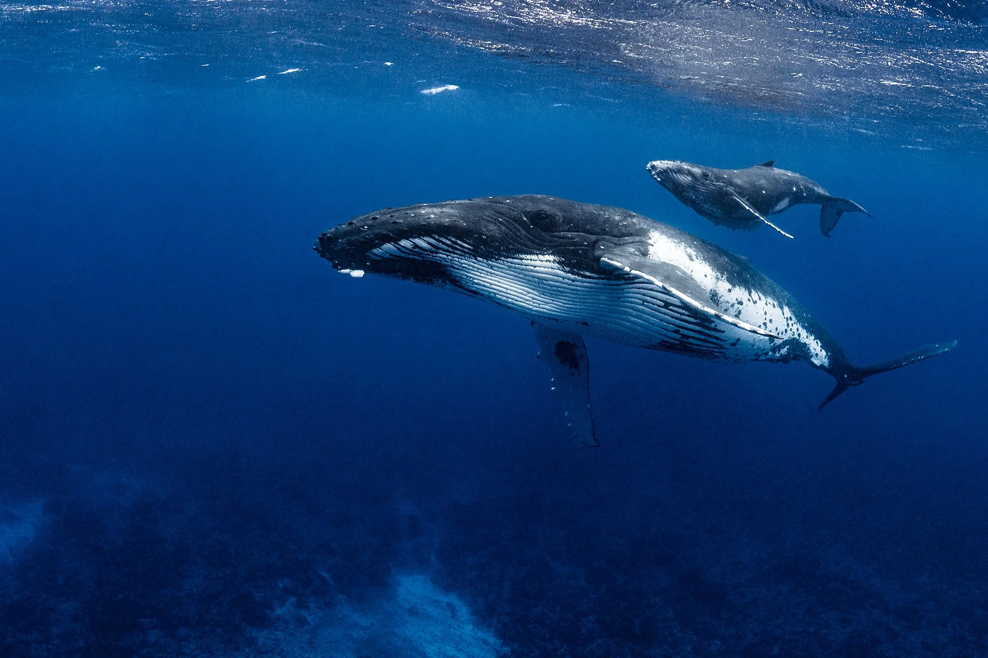 Ocean Born Foundation