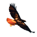Red Tail Venture Capital