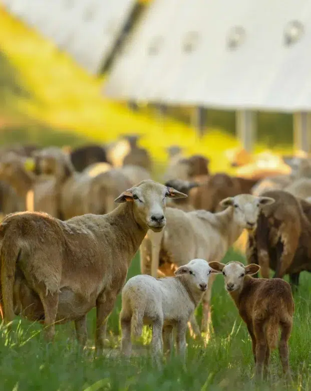 Silicon Ranch