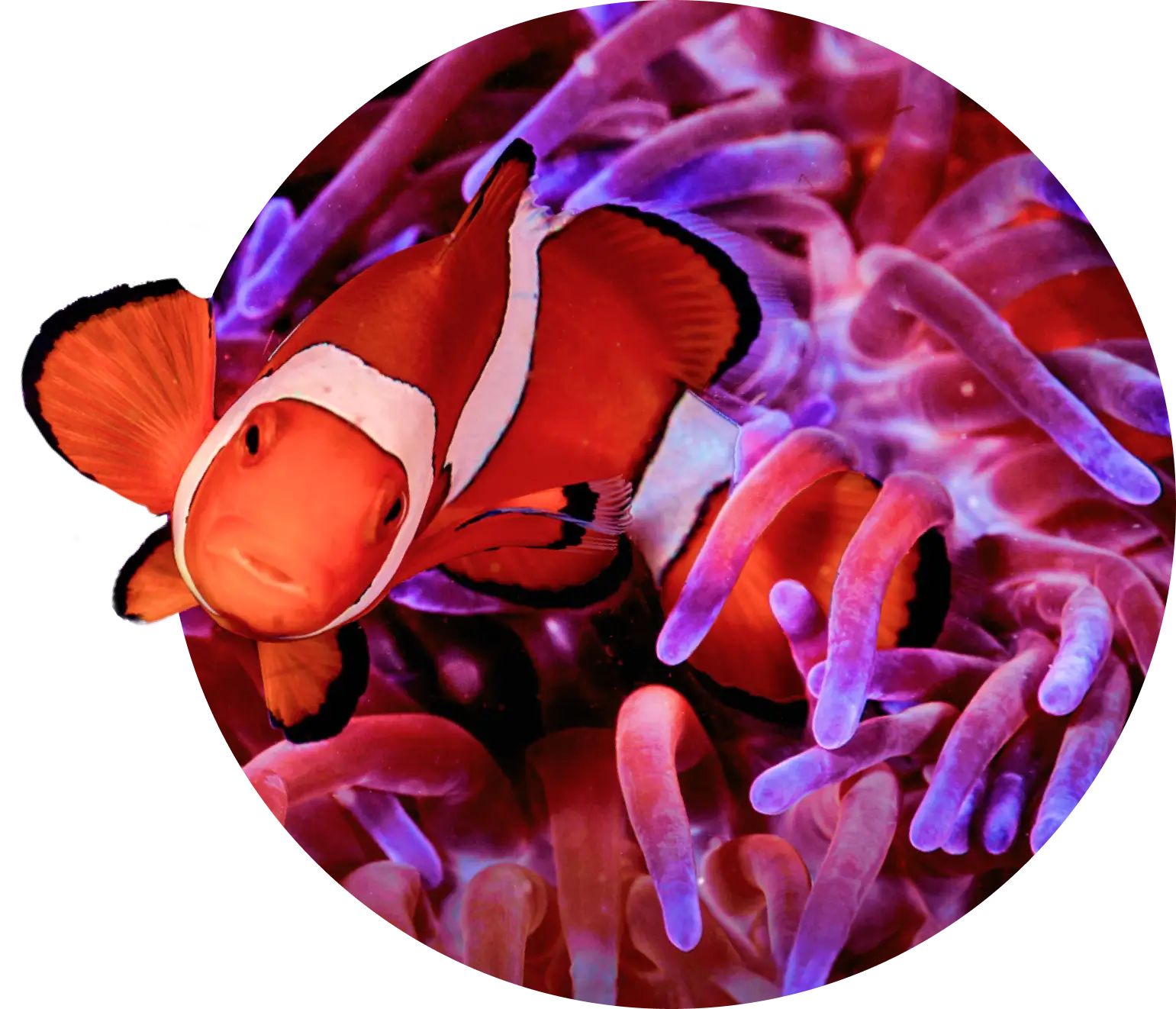 Global Fund for Coral Reefs