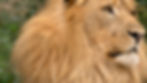 LionHill Partners (Beyda Family)